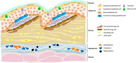  Zebrafish Skin: การสร้างวัสดุชีวภาพที่ยั่งยืนและมีนวัตกรรมสูงสุด?